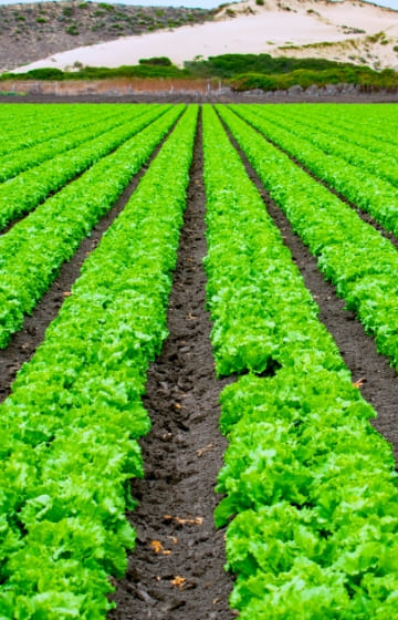 広大な地で緑の野菜を沢山育てている様子