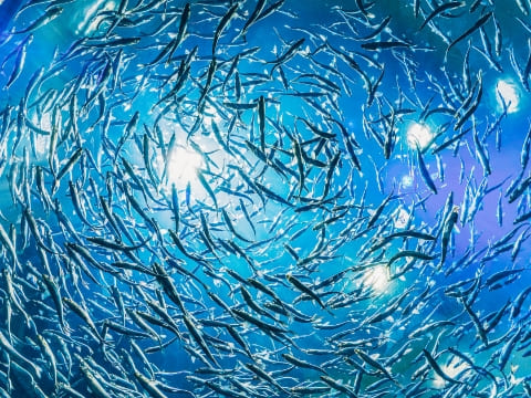 海中で魚の大群が泳いでいる様子