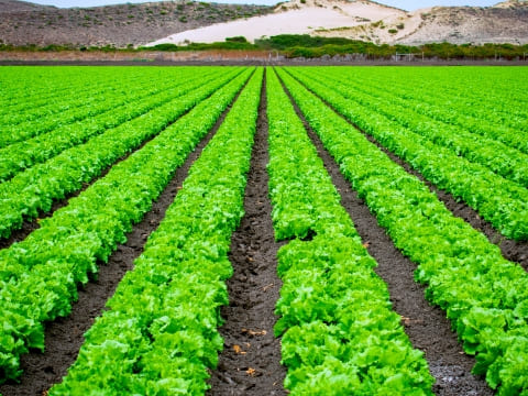 メガネを掛けた先生がパソコンを使って子ども達に授業している様子